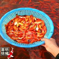 红鲫鱼批发养殖