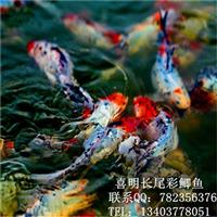 红鲫鱼价格 红鲫鱼批发