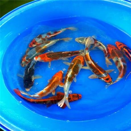 秋翠锦鲤优质秋翠锦鲤批发养殖