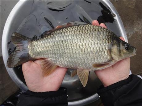 【重慶遠遠供應高山冷水魚裸斑魚無甲鯽魚富硒魚有機魚】價格,廠家