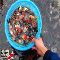 长尾花草，红彩鲫鱼