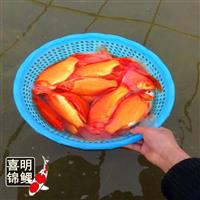 长尾巴红鲫鱼大红草