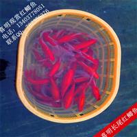 红白金鲫，锦鲫鱼