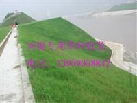 四川省矿山绿化使用哪些草种比较好