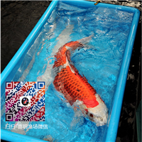 50公分大规格孔雀锦鲤批发