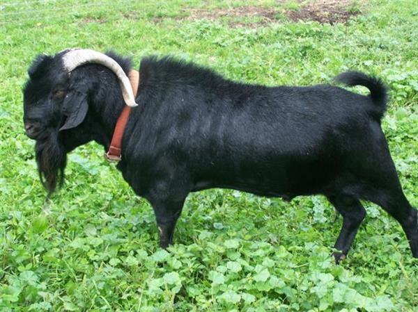 黑山羊全新价格