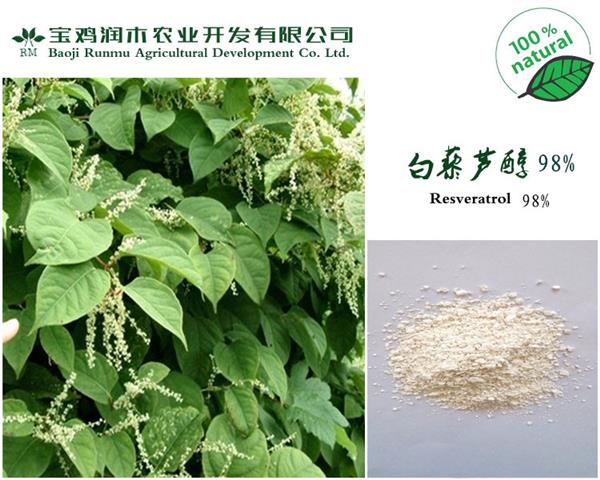 【廠家供應 天然虎杖提取物 白藜蘆醇 降糖,降脂】價格,廠家,植物提取