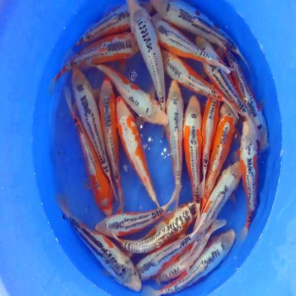 秋翠锦鲤活体 花秋翠浅黄秋翠 批发